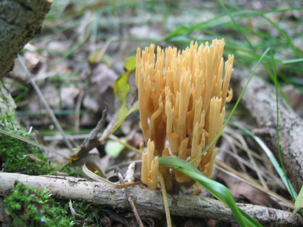 2005 :  Un anno di funghi